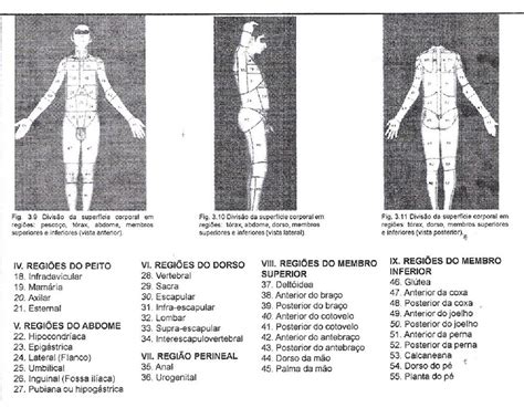 Corpo Humano Estrutura Corporal Detalhes Científicos
