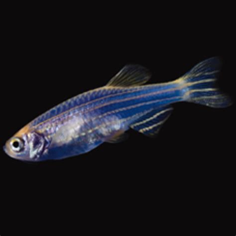 Glofish Danio Cosmic Blue Rg Pet Central