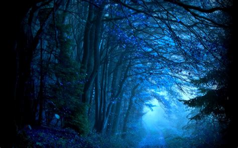 Blue Forest Wallpapers Wallpaper Cave
