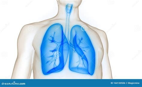 I Polmoni Fanno Parte Dell Anatomia Del Sistema Respiratorio Umano Illustrazione Di Stock