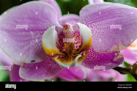 Close Up Of A Beautiful Purple Moth Orchid At The Eden Project Cornwall