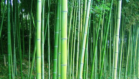 Green Bamboo Forest Wallpapers Wallpaper Cave