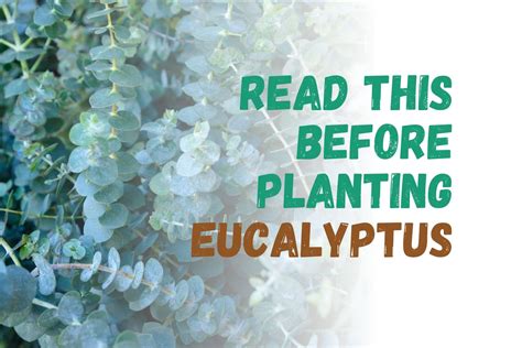 Eucalyptus 11 Grow And Care Tips You Need To Know