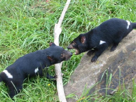 But downregulation of its antigens doesn't seem to be necessary, because of a peculiarity of the tasmanian devil: Demonio de Tasmania: Feroz animal australiano