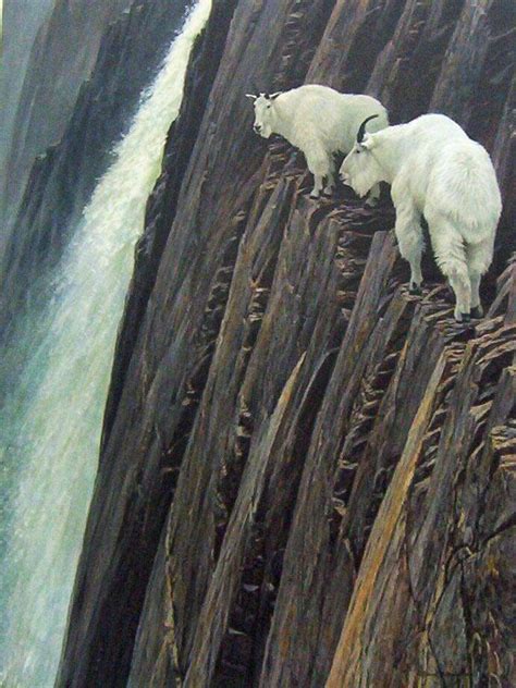 10 Images That Prove Mountain Goats Are Better Rock