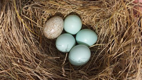 Sialis Picture Of The Week Cowbird Egg In Eastern Bluebird Nest