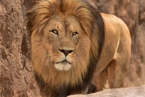 Address, contact information, & hours of operation for all food lion locations. African Lion | The Maryland Zoo