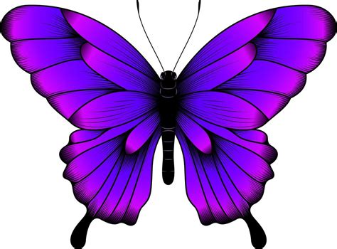 Exquisite Collection Of Over 999 Beautiful Butterfly Images In Stunning