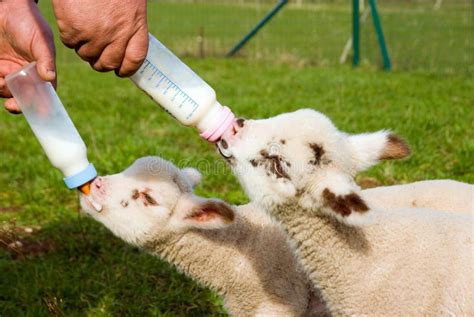 Bottle Feeding A Baby Lamb Stock Image Image Of Love Feeding 193406525
