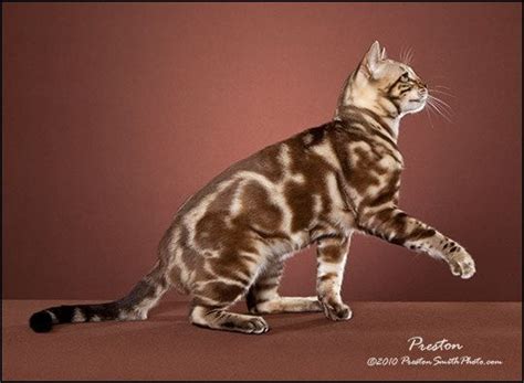 Silver Marbled Tabby Cat Seal Mink Snow Marbled Tabby Bengal Stud