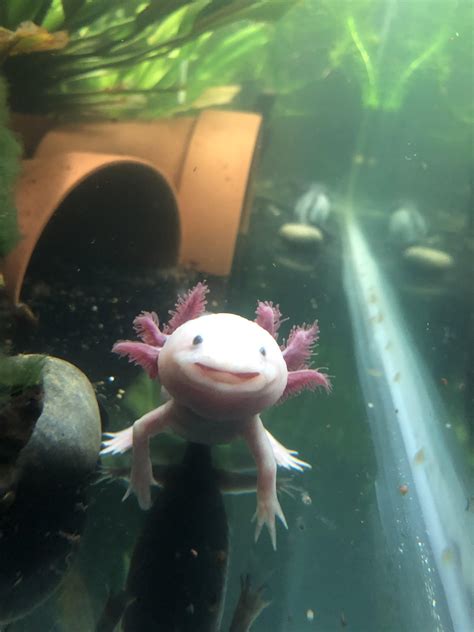 Just A Smiling Axolotl 😄 Raxolotls