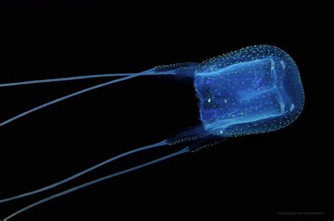 Box Jellyfish Irukandji Group One Of The Four Known Species Deep