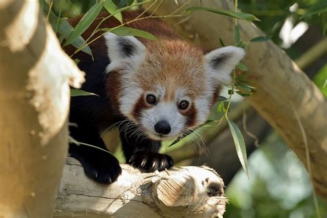 Die Roten Pandas Sind Zurück Tiergarten Schönbrunn