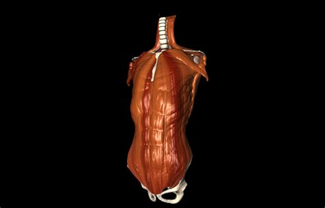 Human Thorax Medically Accurate 3d Model With Muscles 3d Model 40
