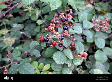 Brambles Wild Berries On Bush Black And Red Stock Photo Alamy