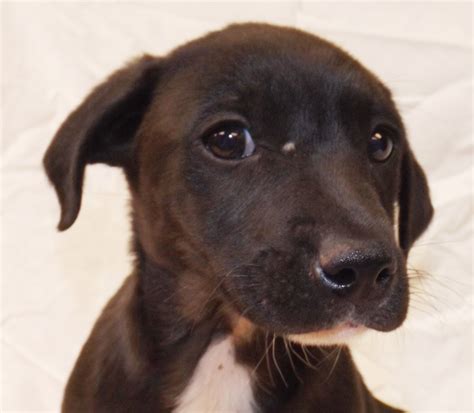 Chiweenie puppies for sale in pa are a sweet breed who bond very closely to their owner. Chiweenie dog for Adoption in Oxford, MS. ADN-490284 on PuppyFinder.com Gender: Male. Age: Baby ...