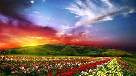 Colorful Flower Landscape Wallpapers Hd Desktop And