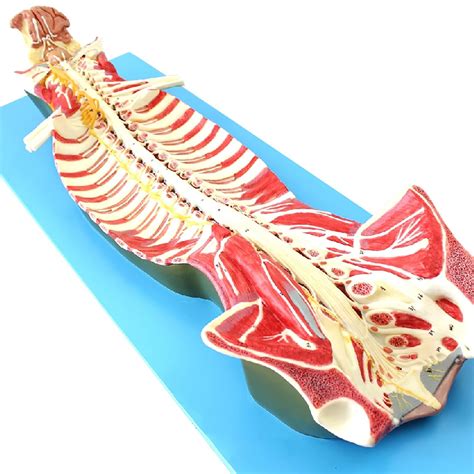 Buy Jykcbp Human Spine Spinal Canal Anatomical Model With Digital Indicator Spinal Nerve Model