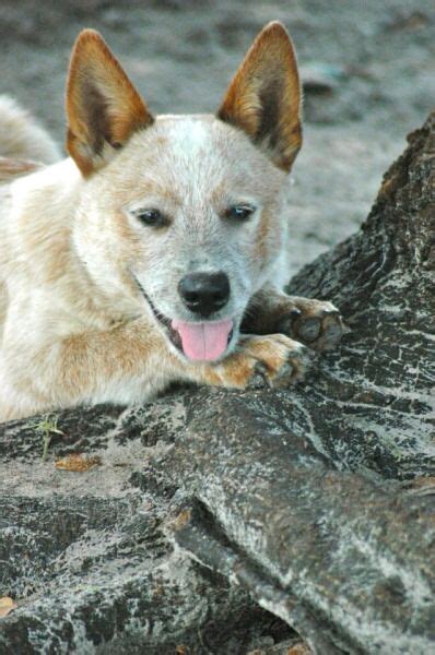 1000 Images About Red Heelers On Pinterest Red And Blue
