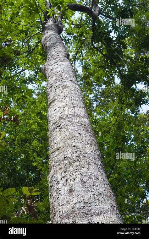 Soft Wallaba Or Bootlace Tree Eperua Falcata Close Up Bark Iwokrama