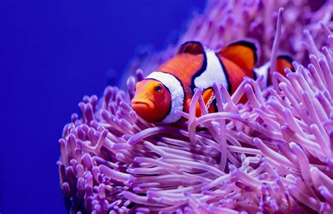 Best Coral Reef Fish Pictures Hd Download Free Images On Unsplash