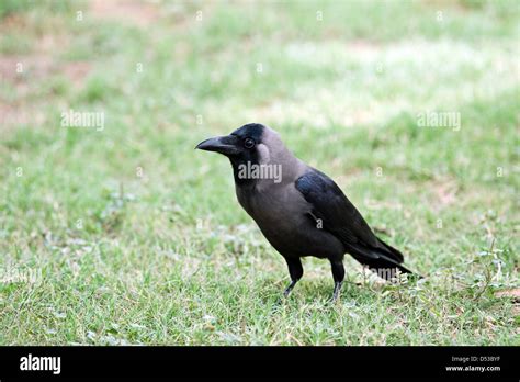 Grey Crow On Green Grass Stock Photo Alamy