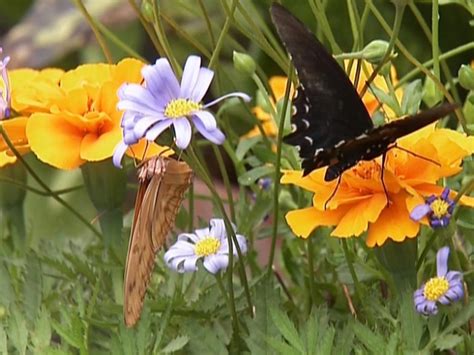 Attracting Butterflies To The Garden Hgtv