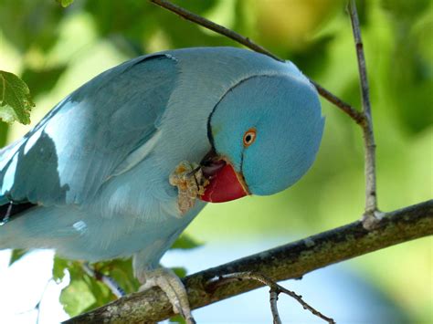 Blue Indian Ring Neck Parrot Parrot Indian Rings Parrot Bird