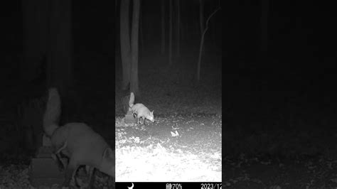 Fox Marks Its Territory Redfox Wildlife Shorts Youtube