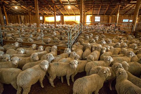 20 Photos Of Shearing Sheep Todd Klassy Photography