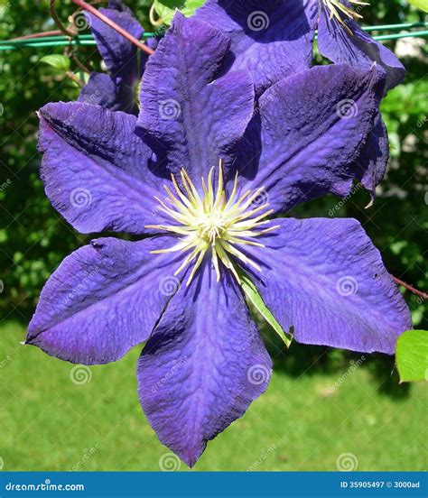 fiore blu porpora della clematide immagine stock immagine di sviluppisi traliccio 35905497