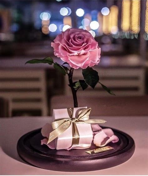 Shared By Bambi Find Images And Videos About Love Pink And Rose On We