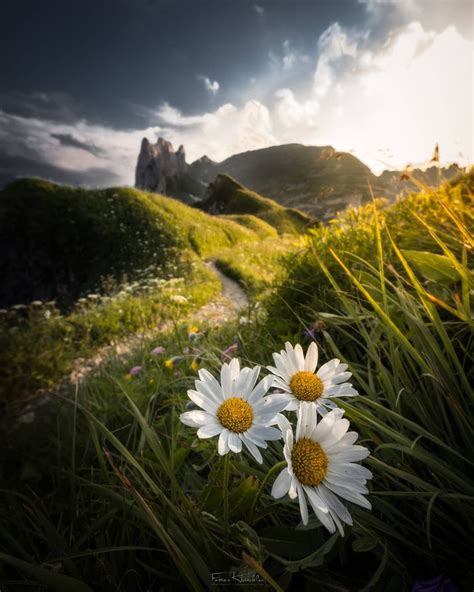 Fabian Hurschler On Instagram Alpine Meadow 🌻 Throwback To Last