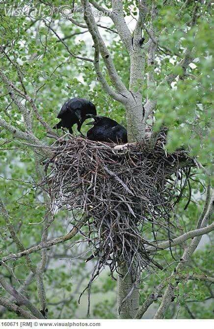 Ravens Nest Black Bird