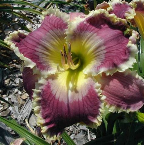 Royal Invitation Sold Out Northern Lights Daylilies