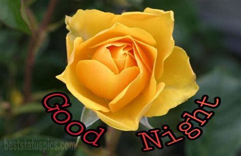 Good Night Yellow Rose Flower Images For Friendship Best Status Pics