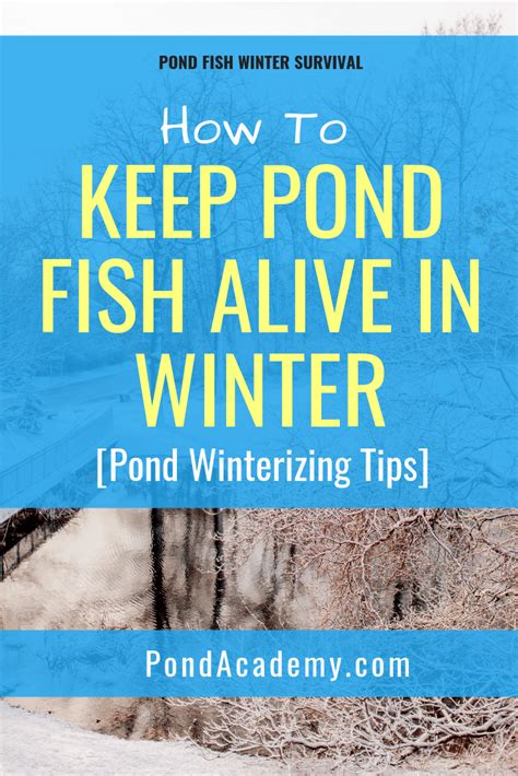 How To Keep Pond Fish Alive In Winter Pond Winterizing Tips Artofit