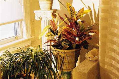 Houseplants For People Who Cant Grow Houseplants This Old House
