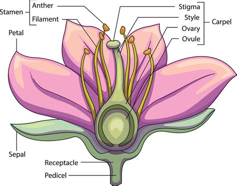 Tulip Flower Male And Female Parts Reproductive Parts Of A Tulip