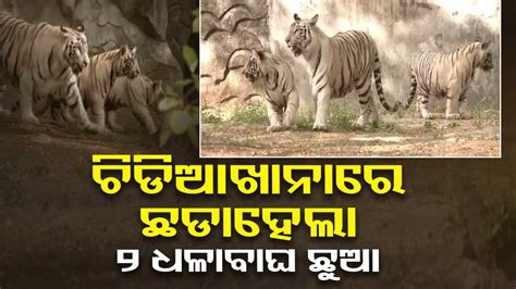 Union Minister Bhupender Yadav Releases 2 White Tiger Cubs In Delhi Zoo