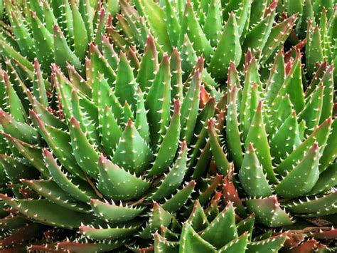 26 Different Types Of Aloe Vera Colorful Succulents Growing Succulents