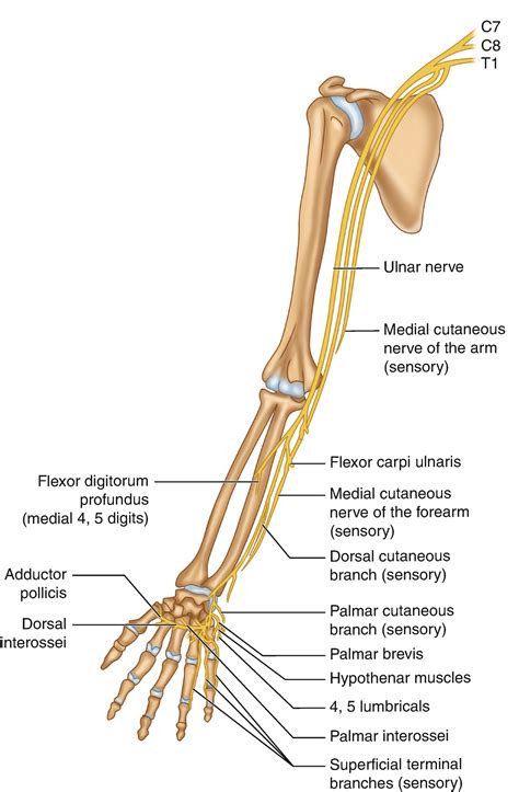 Ulnar Nerve Orgin Course Branches And Applied Anatomy