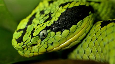 Viper Snake Wallpapers Top Free Viper Snake Backgrounds Wallpaperaccess