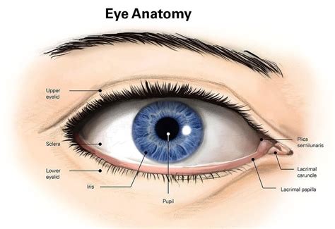 Outside Eye Anatomy Graph Diagram