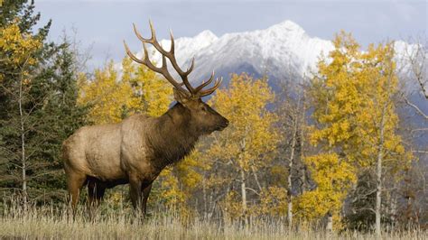 Elk Wallpapers Top Free Elk Backgrounds Wallpaperaccess