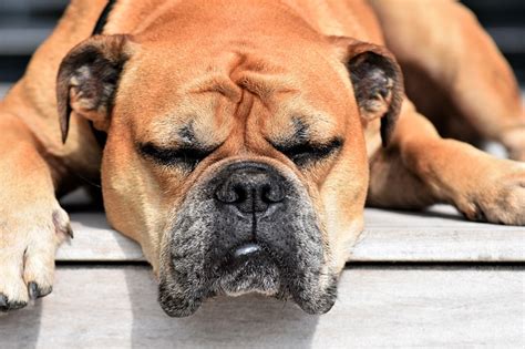 Rapid breathing is something almost all puppies do when they fall asleep. What Cause A Dog Breathing Fast While Sleeping ...
