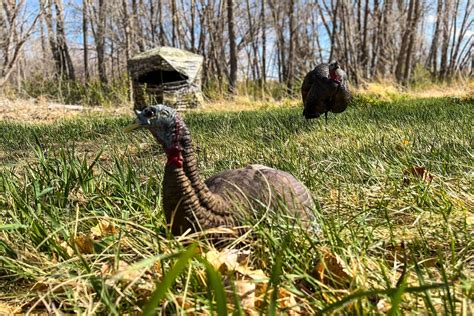 Top Tips For Killing Turkeys With A Bow Petersen S Bowhunting
