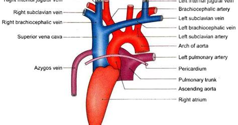 Superior Vena Cava