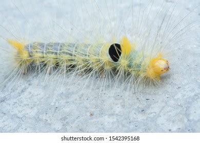 Closeup Tussock Moth Larvae Caterpillar Stock Photo Shutterstock