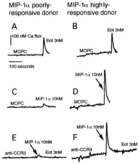 Intracellular Calcium Flux In Response To Chemokines In Mhr And Mpr